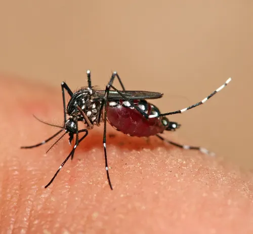 Aedes-Mosquitoes