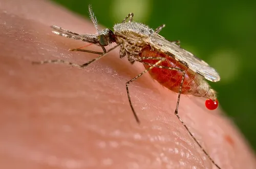 Anopheles-Mosquitoes
