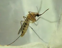 Culex-Mosquitoes